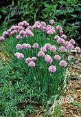 Allium schoenoprasum